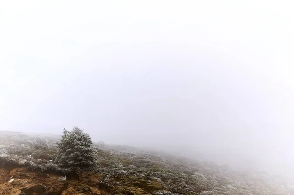 Elszigetelt Fák Hegyekben Köddel Körülvéve Két Részleges Kilátás Nyílik Hegyre — Stock Fotó