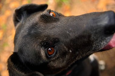 Ormanın ortasında kahverengi gözlü kara köpek. Arkaplanı bulanık olan yüzün yakın plan görüntüsü.