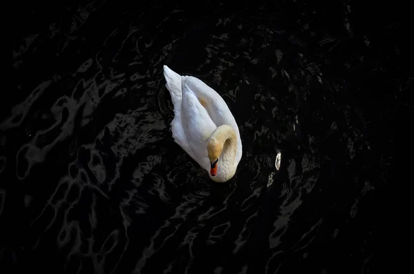 Білий Лебідь Оточений Чорною Водою Кут Огляду Зеніта — стокове фото
