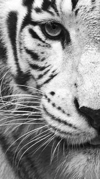 Тигриное Лицо Черно Белого Цвета Глаза Нос Усы Красоты — стоковое фото