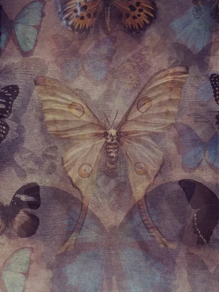 Mystérieux fantasme papillon — Photo