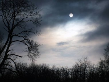 Gizemli orman. Gece ormanda. Halloween geceler arka plan