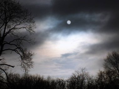 Gizemli orman. Gece ormanda. Halloween geceler arka plan