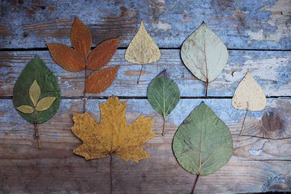 Jesienne liście na drewnianym tle — Zdjęcie stockowe