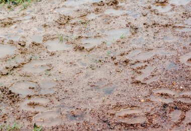 İnek pisliği ve spoor üzerinde arka plan bulanıklık