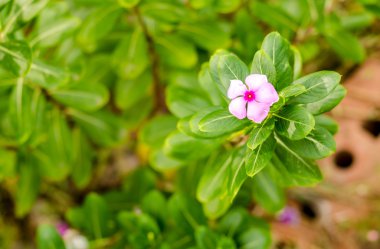 Küçük pembe çiçek ve yaprak yeşil doğa arka plan