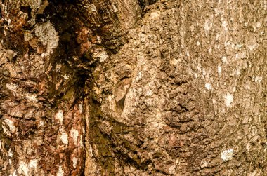 eski ahşap doku arkaplanı