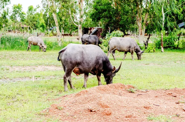 Vattenbuffel eller inhemska asiatiska vattenbuffel (bubalus bubalis) — Stockfoto