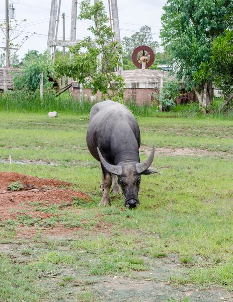 Water buffalo or domestic Asian water buffalo (Bubalus bubalis) — Stock Photo, Image