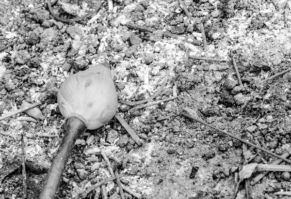 Flor de lótus preto e branco em Wat Phra That Phanom — Fotografia de Stock