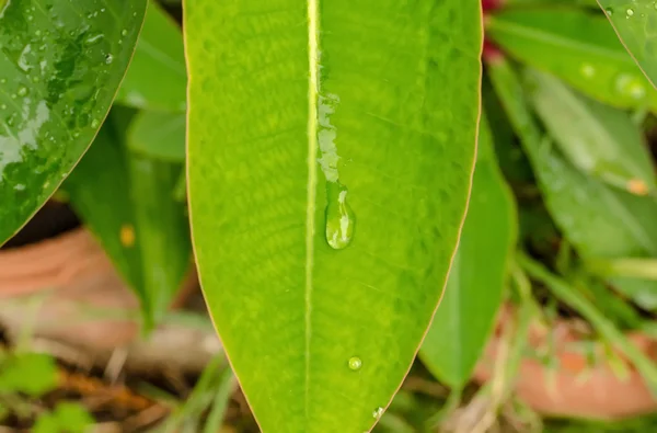 Folha verde e gota de água após o tempo de chuva — Fotografia de Stock