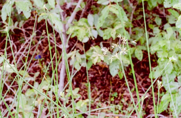 Grunge fond de feuilles sombres et vintage — Photo