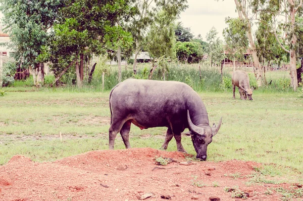 Vintage the water buffalo or domestic Asian water buffalo (Bubal — Stock Photo, Image