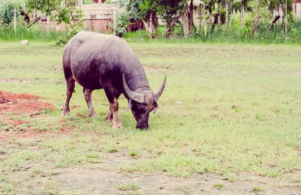 Vintage the water buffalo or domestic Asian water buffalo (Bubal — Stock Photo, Image