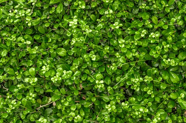 Естественный зеленый и свежий фон — стоковое фото