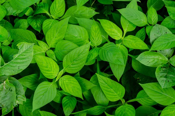 Naturgrüner Hintergrund — Stockfoto