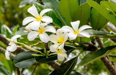 taze çiçek ve yeşil zemin üzerine yeşil yaprakları