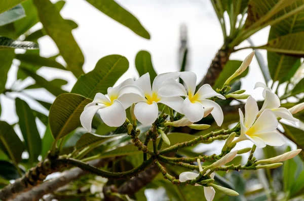 Fresco de flores y hojas verdes sobre fondo verde —  Fotos de Stock