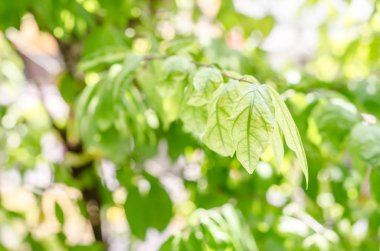 Yeni koşul ve yeşil zemin üzerine yeşil yaprakları