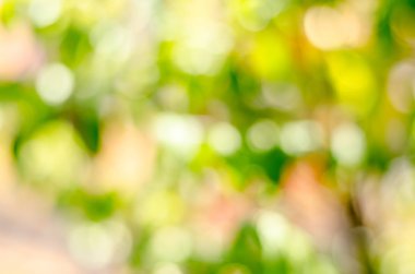 Yeşil arka planda taze ve bulanık yeşil yapraklar