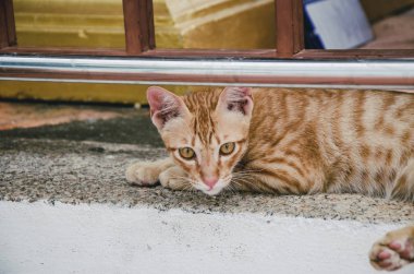 güzel zencefil kedi portresi