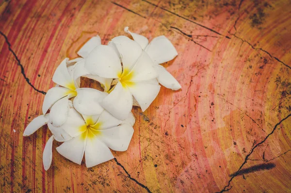 Flores borrosas: Plumeria dulce (frangipani) flores en la mesa —  Fotos de Stock