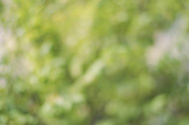 Yeşil arka planda taze ve bulanık yeşil yapraklar