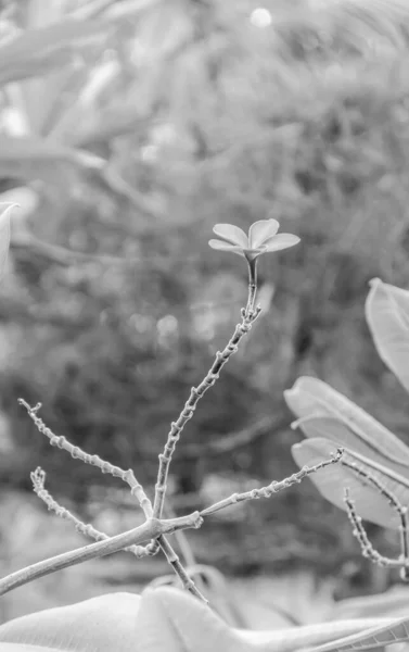 Flou Abstrait Fleur Noire Blanche Dans Jardin — Photo