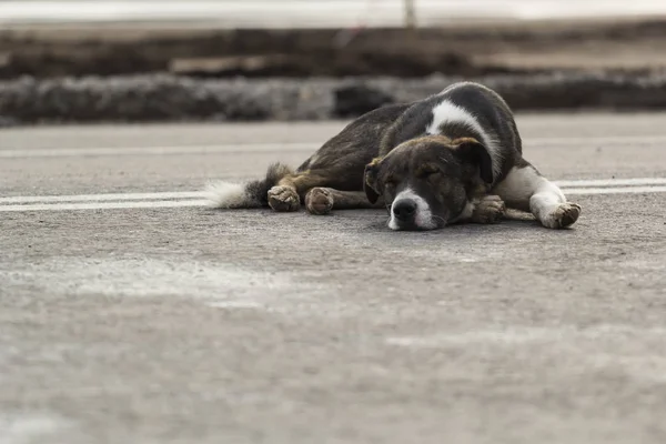 Evsiz köpek yolda uyur