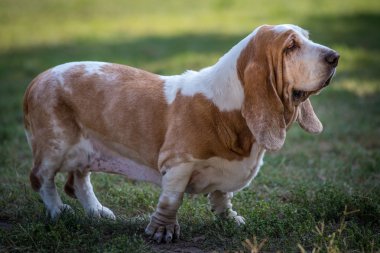 Basset hound dog on green grass clipart