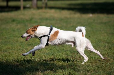 Parkta köpek runnnig