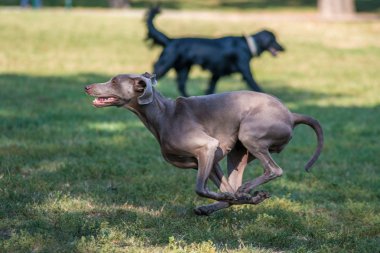 Köpekler runnnig parkta