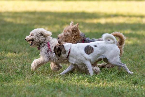 Runnnig psy w parku — Zdjęcie stockowe