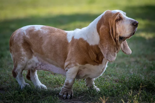 Basset cão de caça na grama verde — Fotografia de Stock