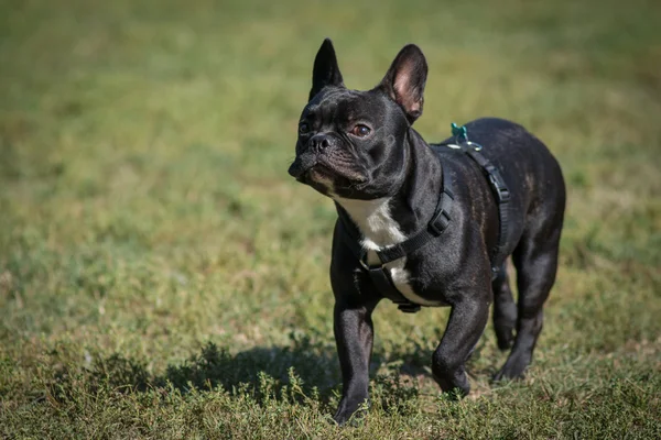 Parkta köpek ayakta — Stok fotoğraf