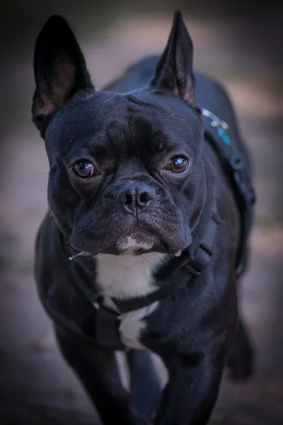 Chien debout dans le parc — Photo