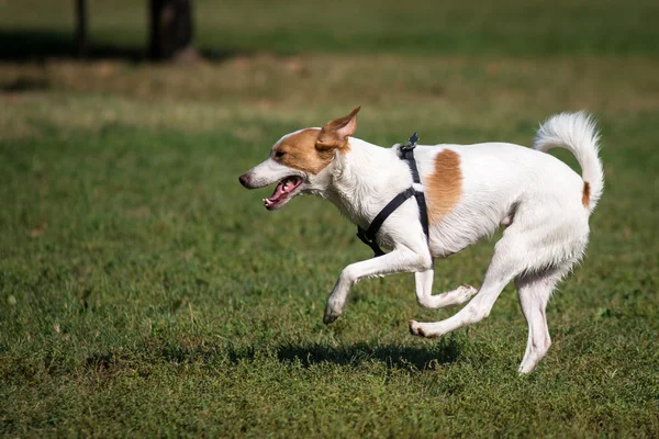 Собака біжить в парку — стокове фото