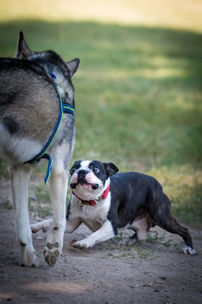 公園で犬 runnnig — ストック写真