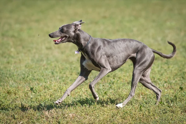 Собачий бег в парке — стоковое фото