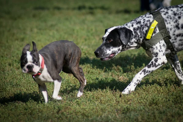 Runnnig psy w parku — Zdjęcie stockowe
