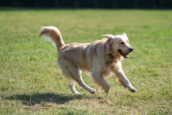 Runnnig cane nel parco — Foto Stock