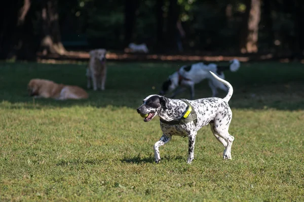Dog runnnig in the park — Stock Photo, Image