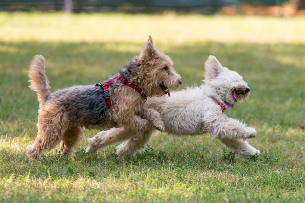 Hundar runnnig i parken Royaltyfria Stockbilder