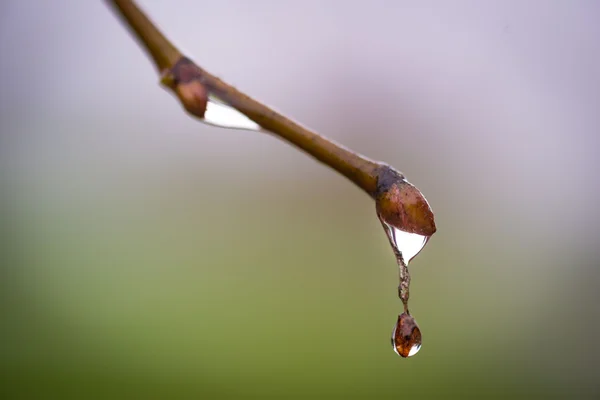 Крапля води на гілці — стокове фото