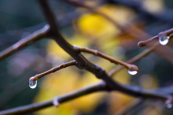 木の枝の上に水の滴 — ストック写真