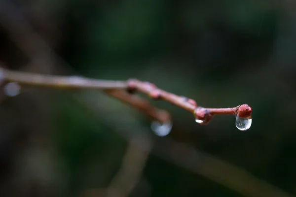 小枝の上に水の滴 — ストック写真