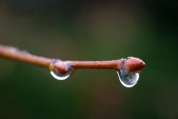 小枝の上に水の滴 — ストック写真