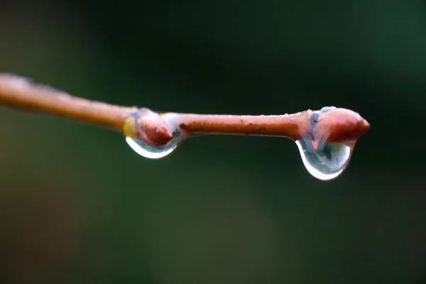 Краплі води на гілці — стокове фото