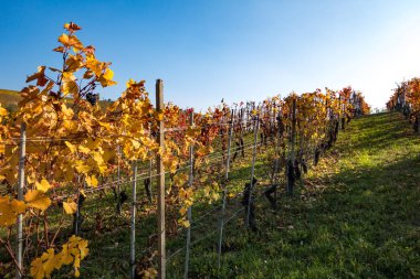 Günbatımı sarmaşıklar satırları