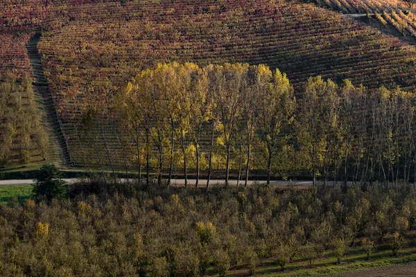 Sorok a szőlő, a naplemente — Stock Fotó